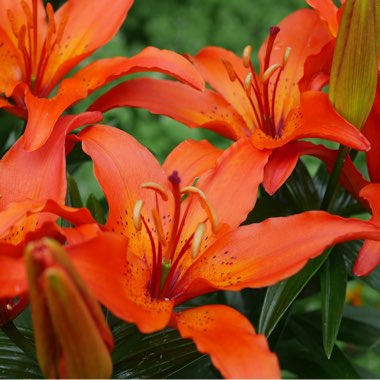 Lilium 'Winning Joy'