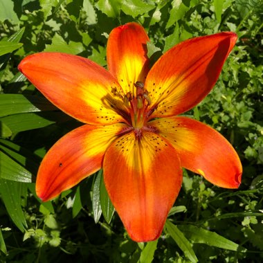 Lilium 'Bright Joy'