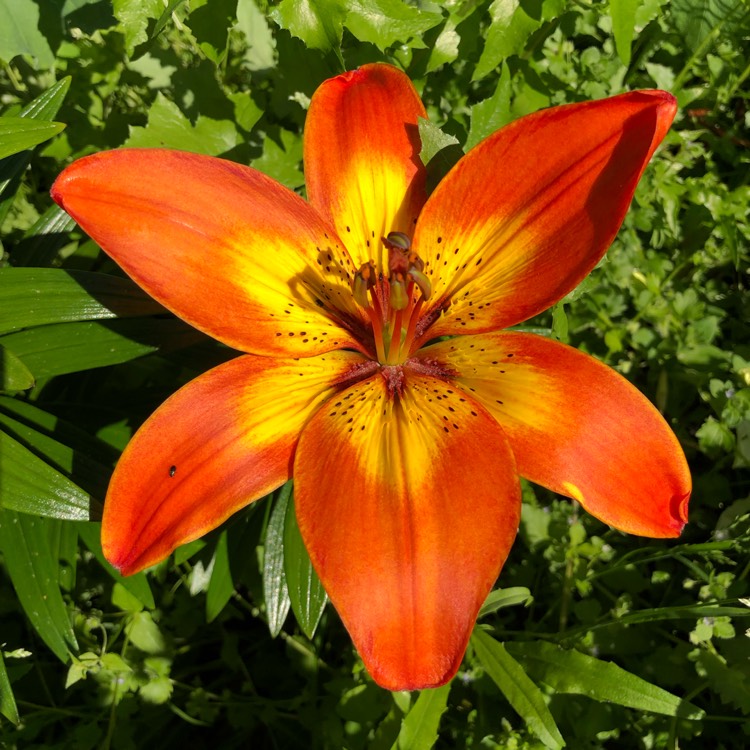 Plant image Lilium 'Bright Joy'