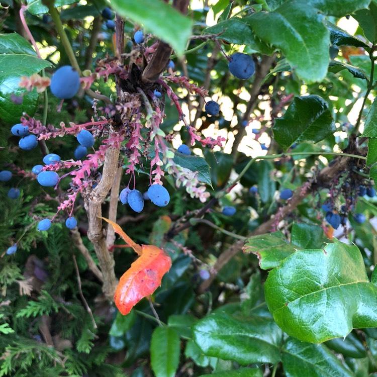 Plant image Mahonia japonica 'Bealei'