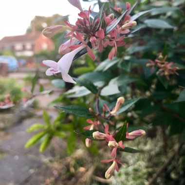 Linnaea  syn. Abelia