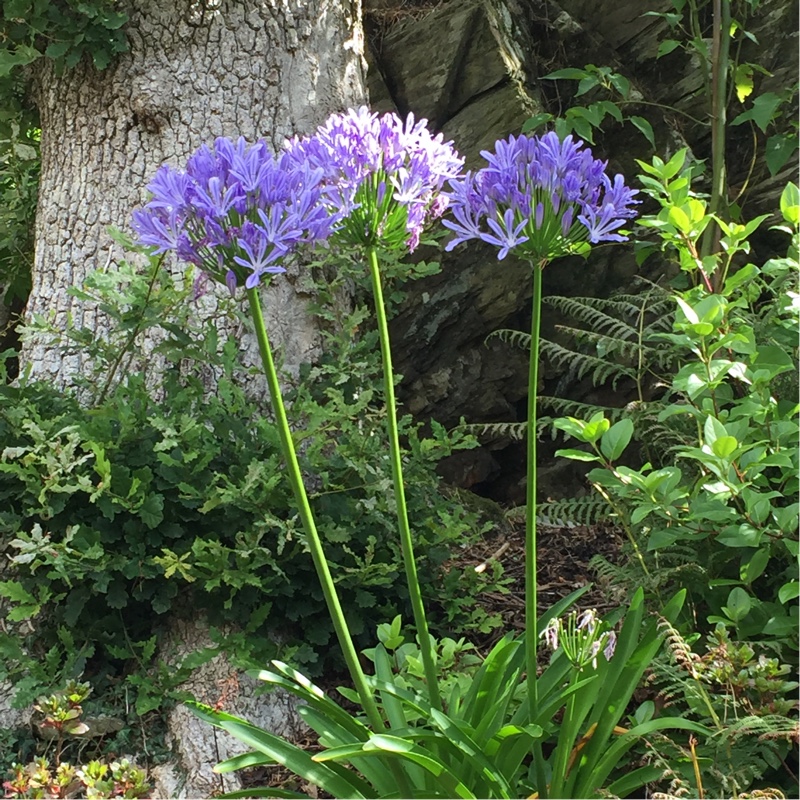 African Lily 'Orientalis'