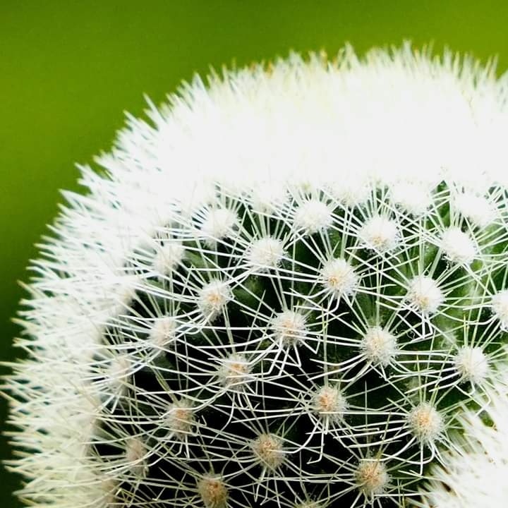 Plant image Mammillaria spinosissima subsp. pilcayensis