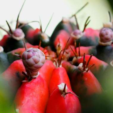 Purple moon Cactus