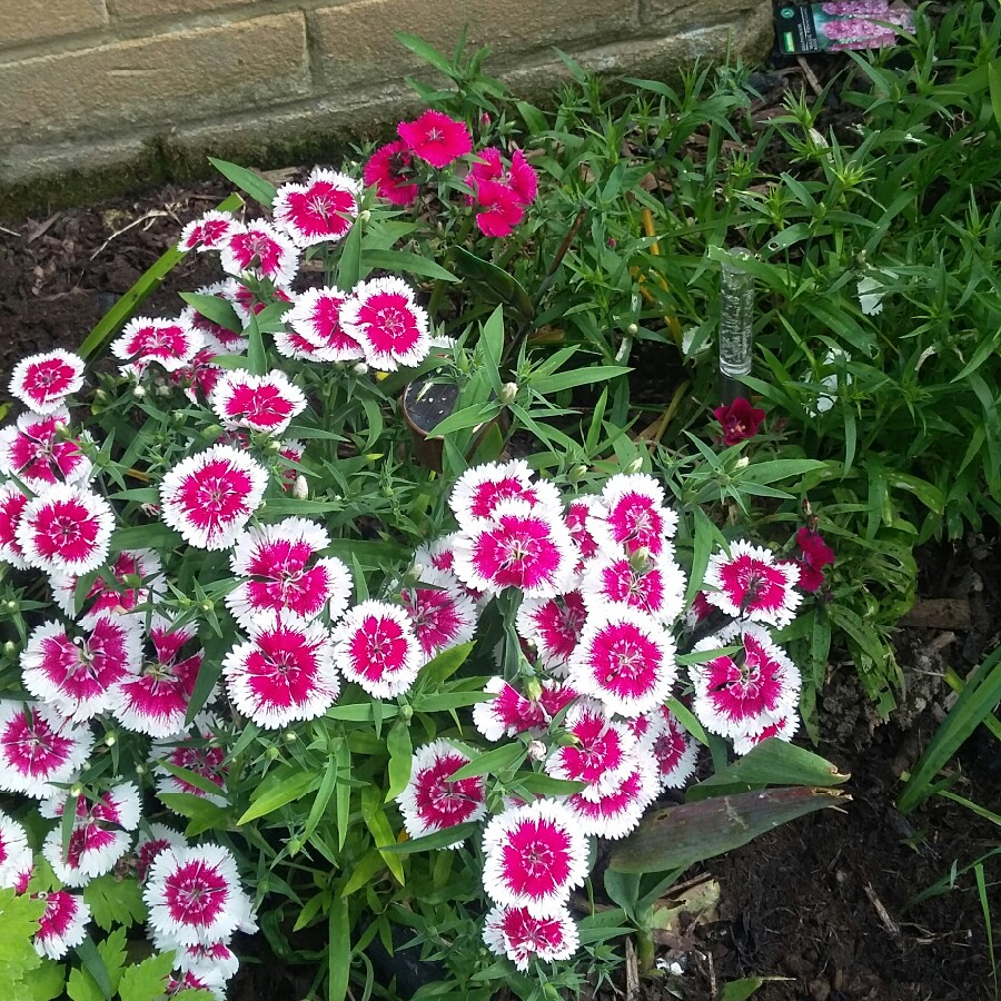 Plant image Dianthus barbatus 'Persian Carpet'