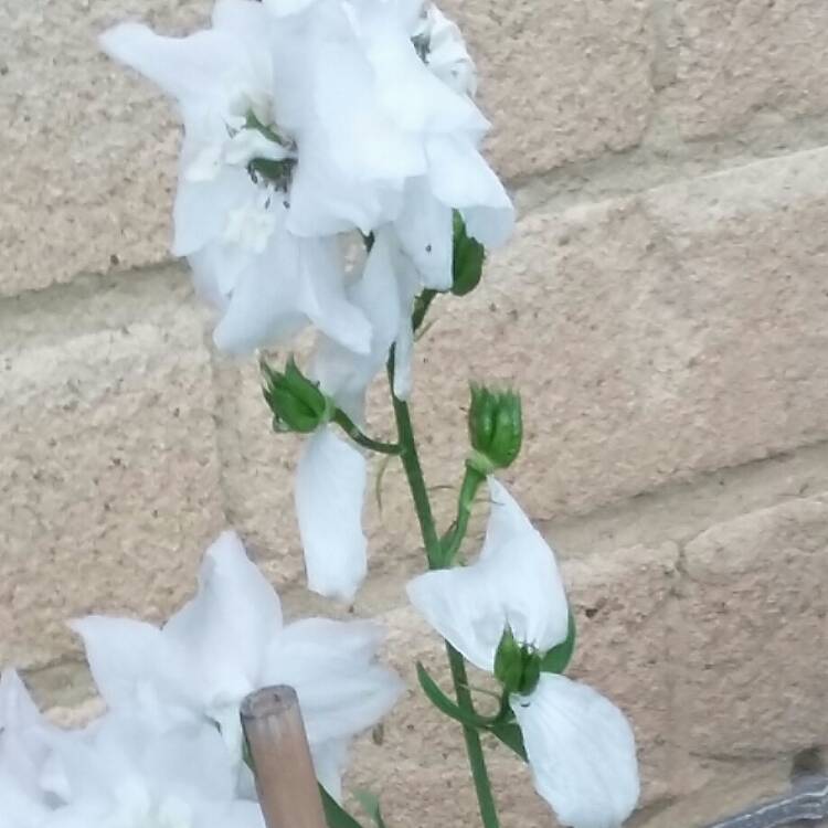 Plant image Delphinium elatum 'Butterball'