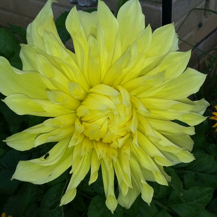 Plant image Dahlia 'Kelvin Floodlight'