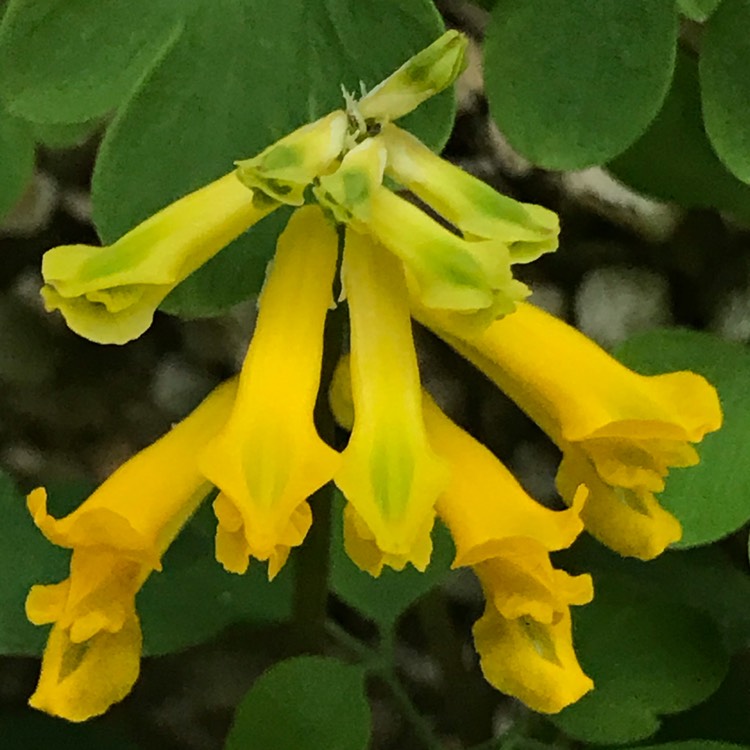 Plant image Corydalis 'Canary Feathers'