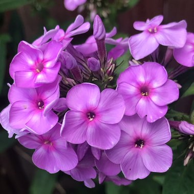 Phlox paniculata