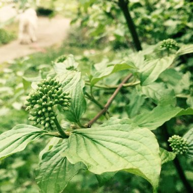 Cornus alba 'Sibirica Variegata'