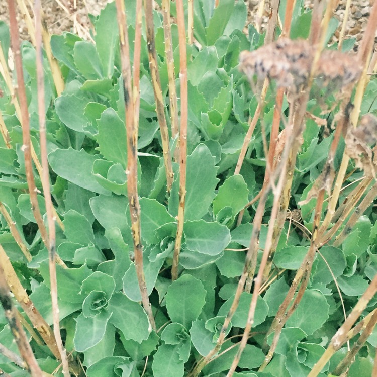 Plant image Hylotelephium Autumn Fire