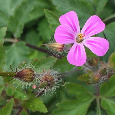 Geranium robertianum