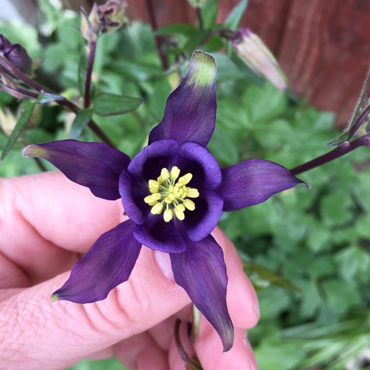 Plant image Aquilegia bulgaria 'Blue Barlow'