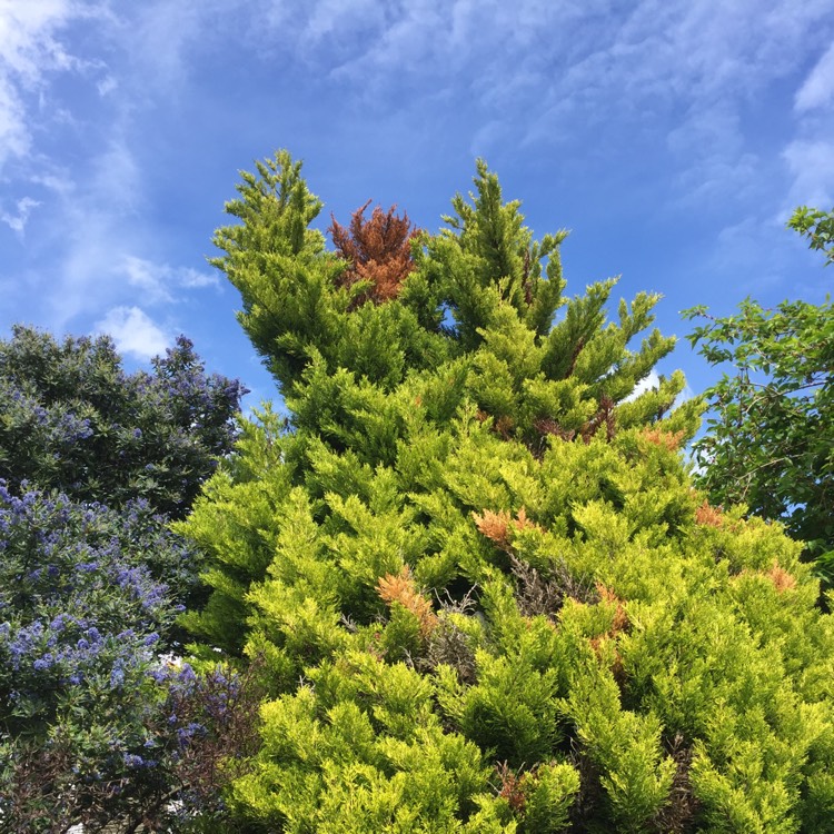 Plant image x Cuprocyparis leylandii