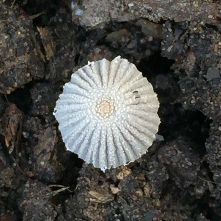 Plant image Marasmius capillaris