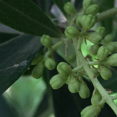 Olea europaea