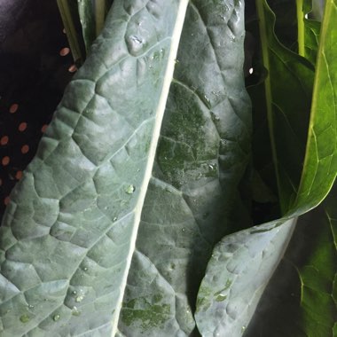 Brassica oleracea (Acephala Group) 'Nero di Toscana'