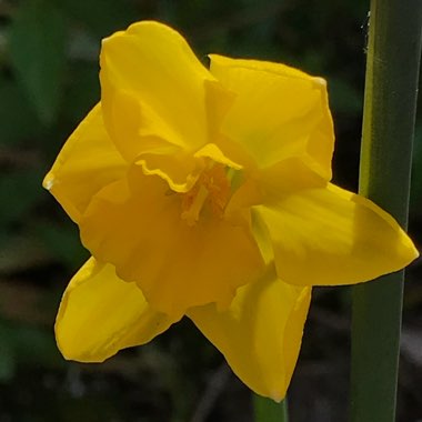 Narcissus 'Quail'