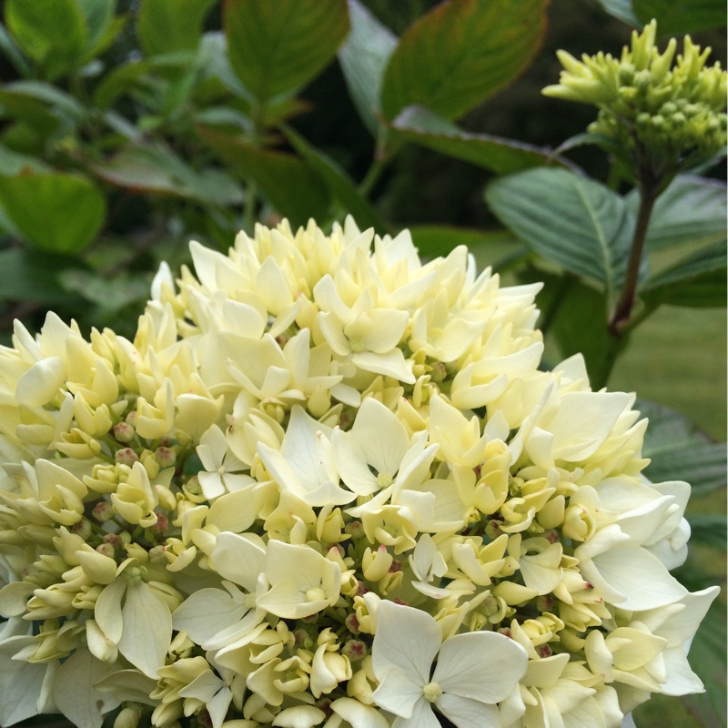 Plant image Hydrangea macrophylla 'Blushing Bride'