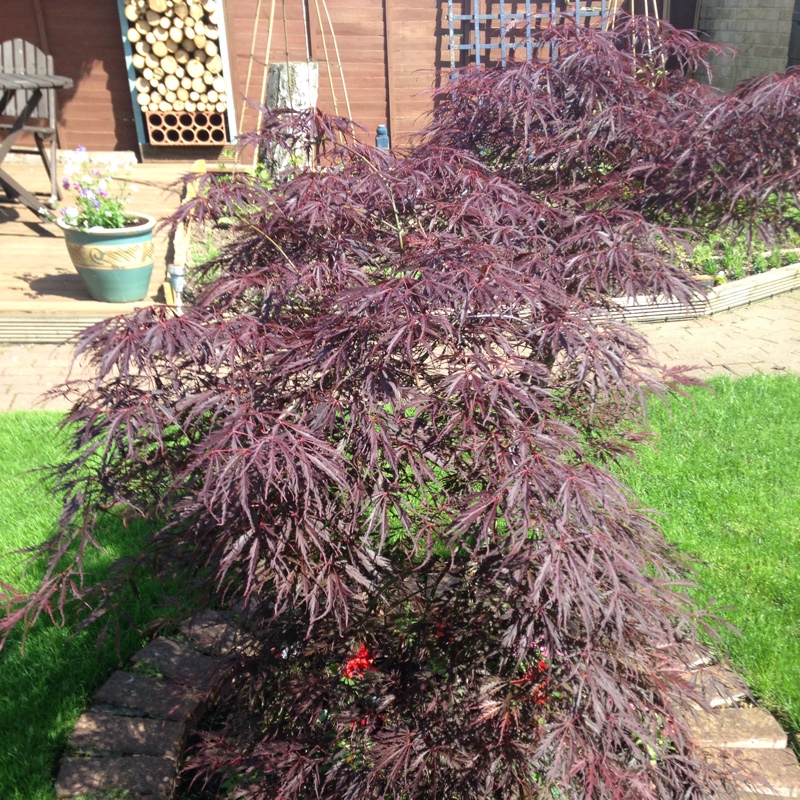 Plant image Acer Palmatum 'Fireglow'