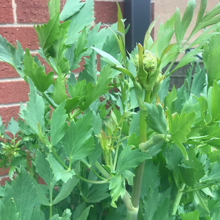 Plant image Levisticum officinale