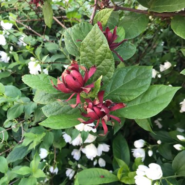 Calycanthus floridus