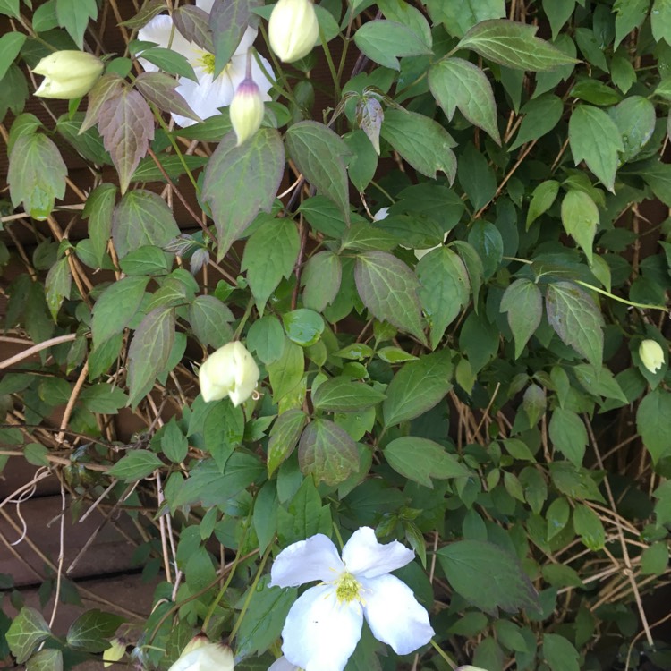 Plant image Clematis Montana Wilsonii