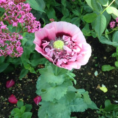 Opium Poppy