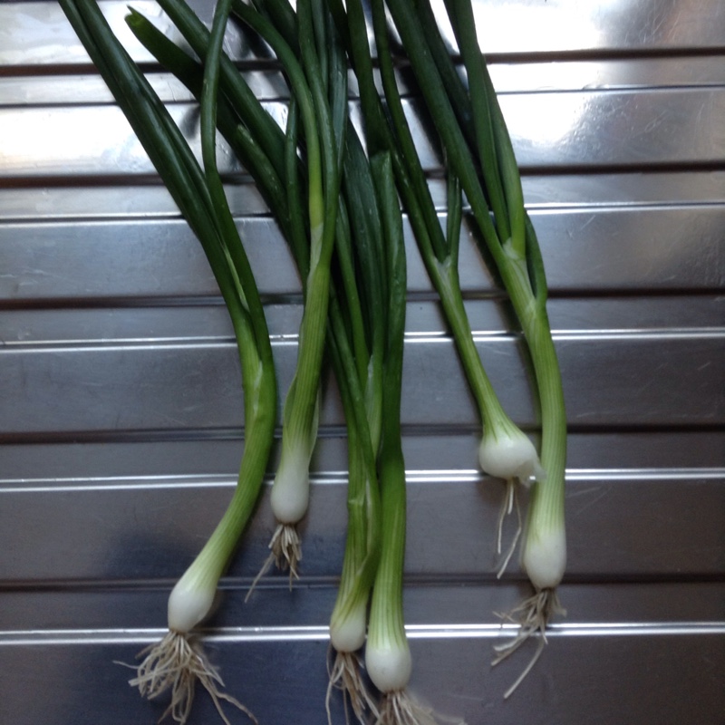 Plant image Allium fistulosum