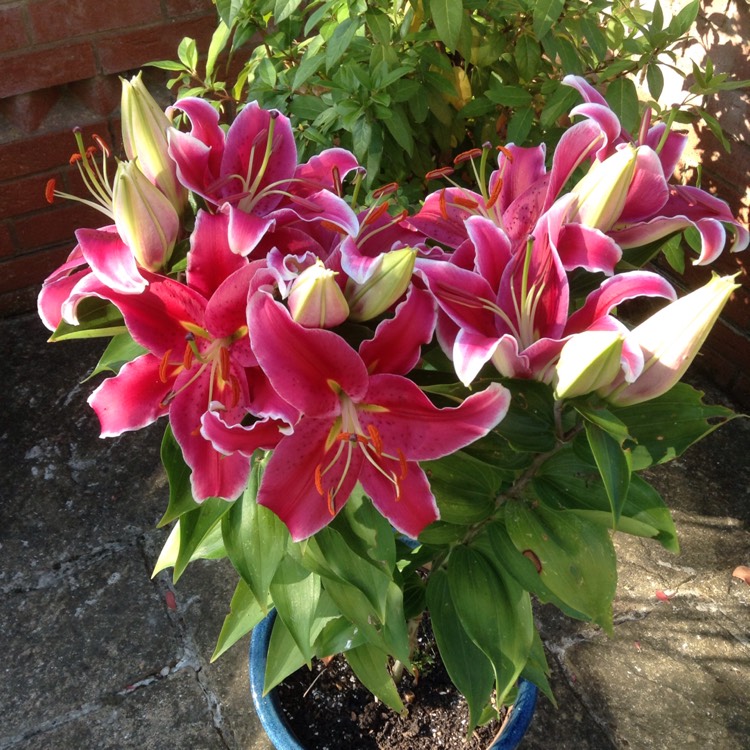 Plant image Lilium 'Starlight Express'