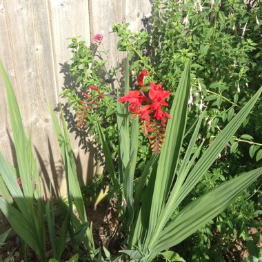 Montbretia 'Lucifer'