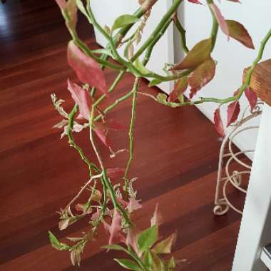 Euphorbia tithymaloides ‘Variegatus'

