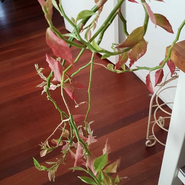 Plant image Euphorbia tithymaloides ‘Variegatus'

