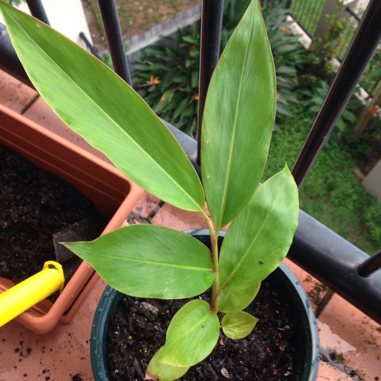 Plant image Alpinia Caerulea