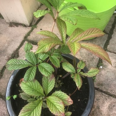 Featherleaf Rodgersia