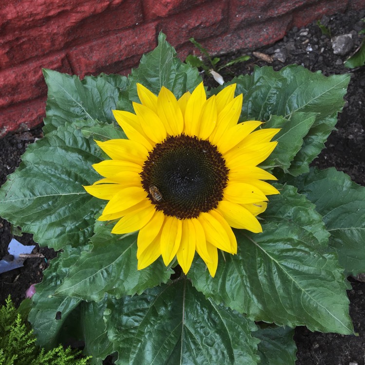 Plant image Helianthus annuus 'Choco Sun'