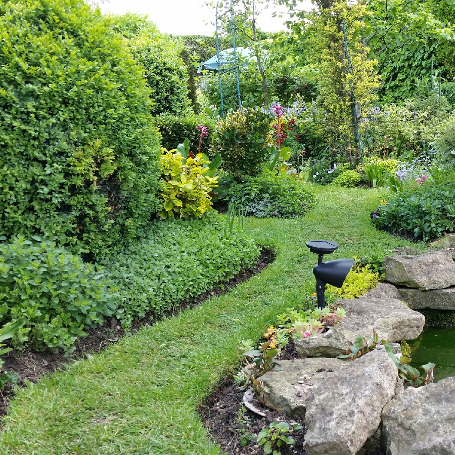 Kevin's garden