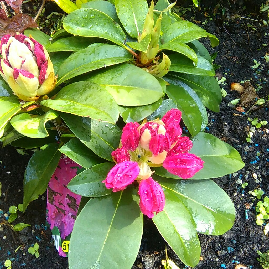 Rhododendron 'Germania'