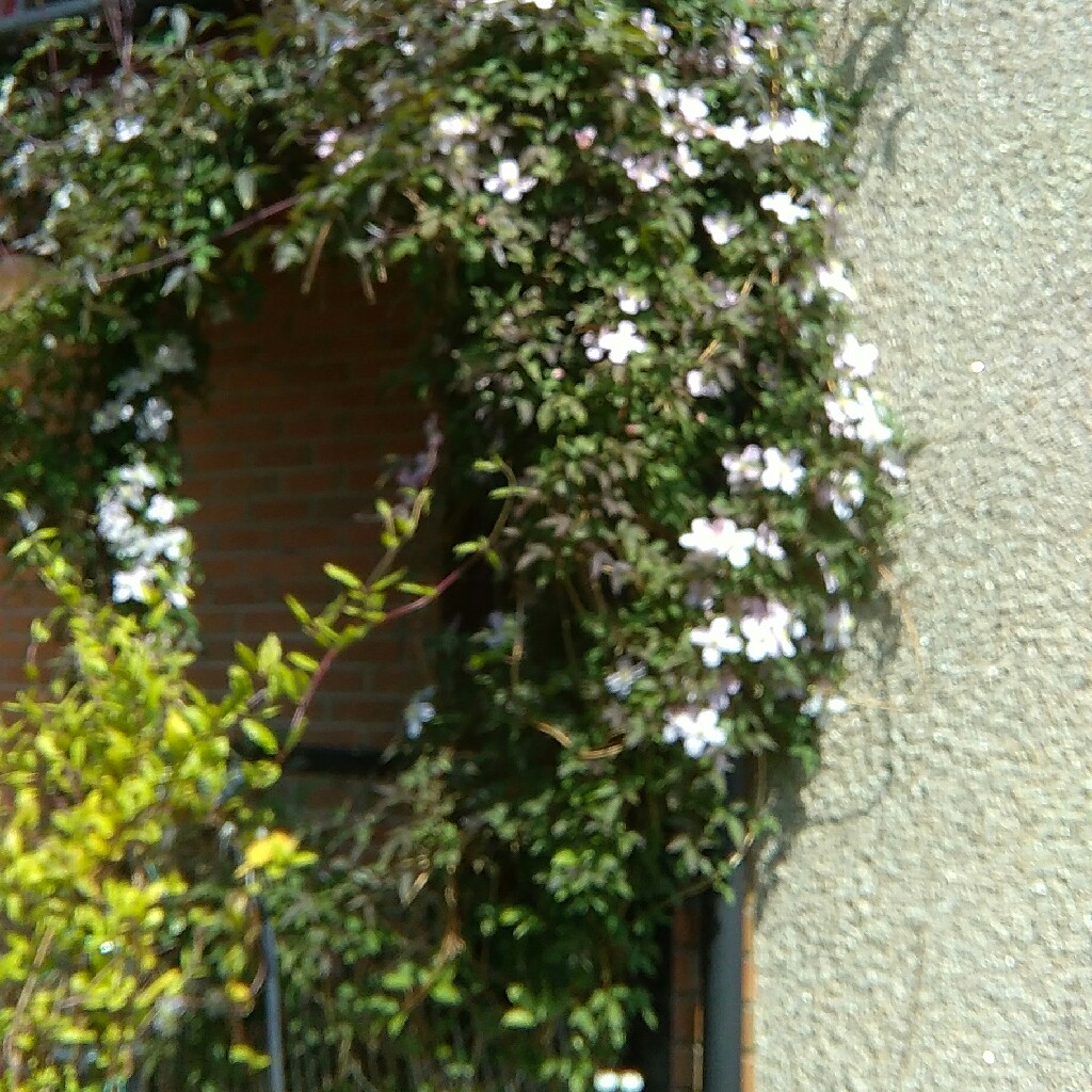 Clematis Montana 'Elizabeth'