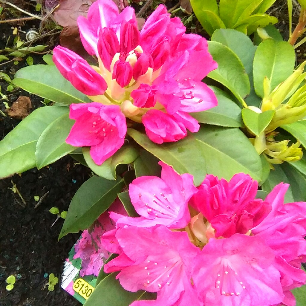 Rhododendron 'Germania'