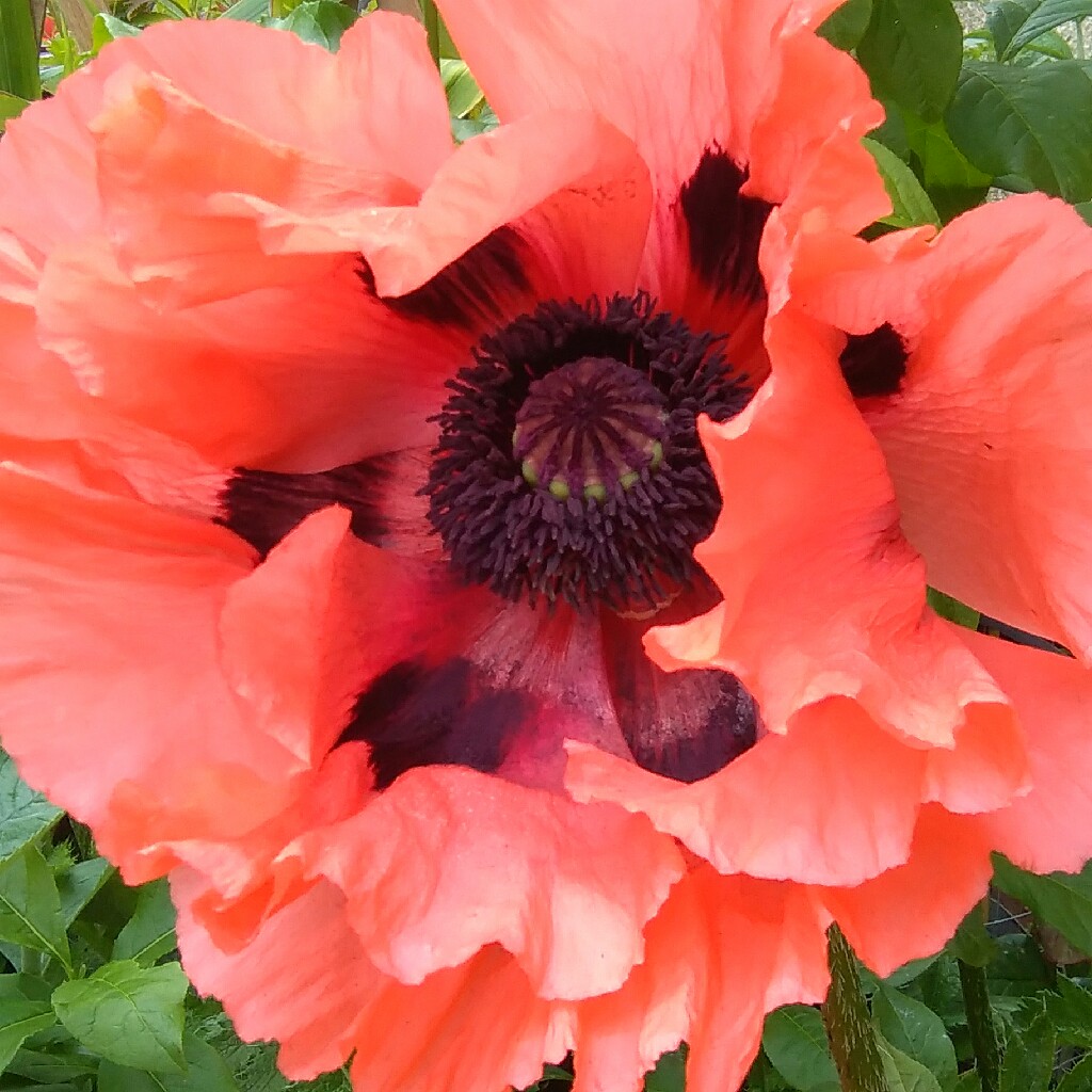 Oriental Poppy 'Allegro'