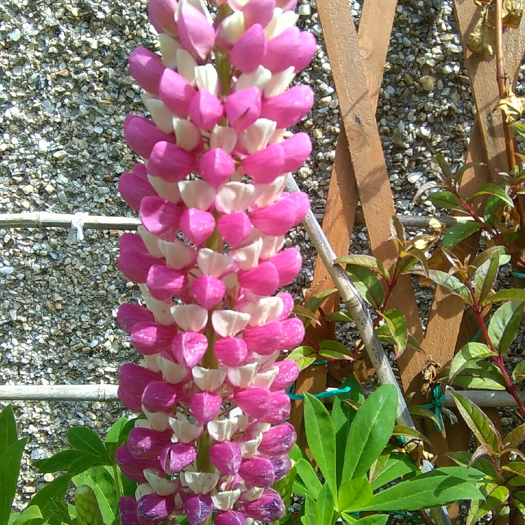 Lupin