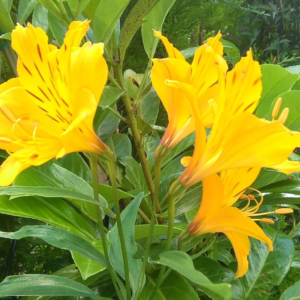 Golden Peruvian Lily 'Orange King'