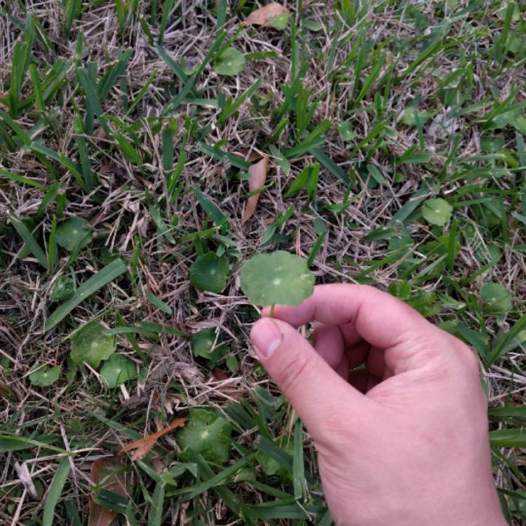 Plant image Hydrocotyle