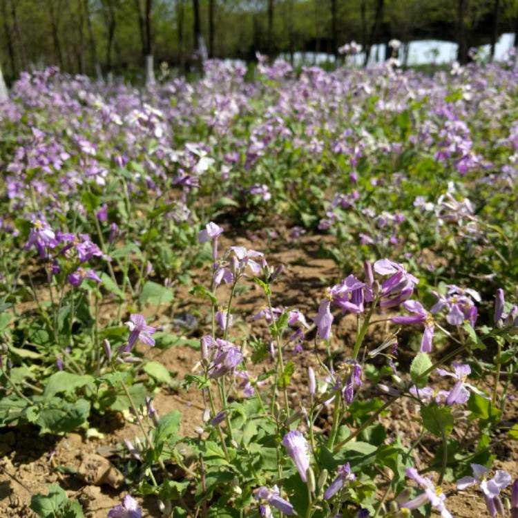 Plant image Orychophragmus violaceus syn. Arabis chanetii