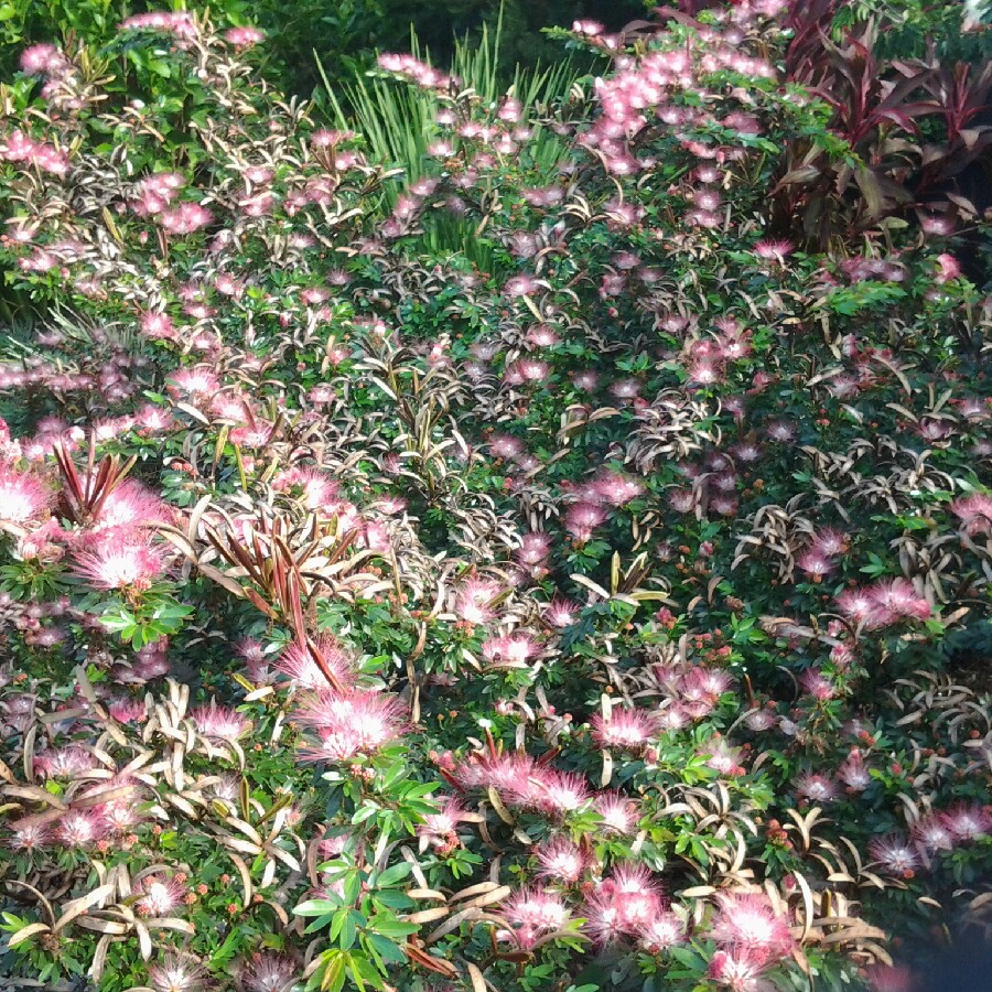 Plant image Calliandra