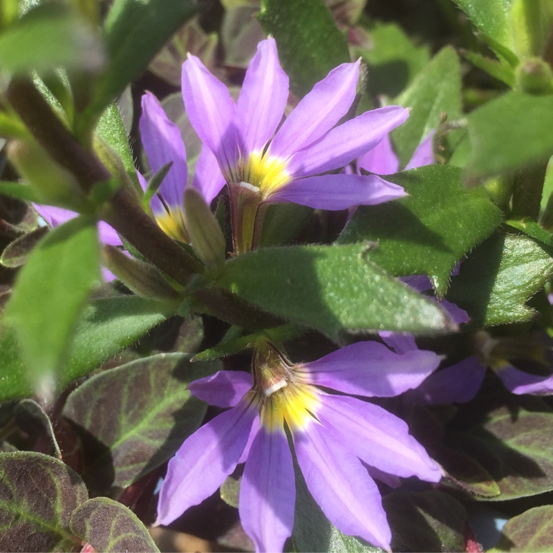 Plant image Scaevola calendulacea