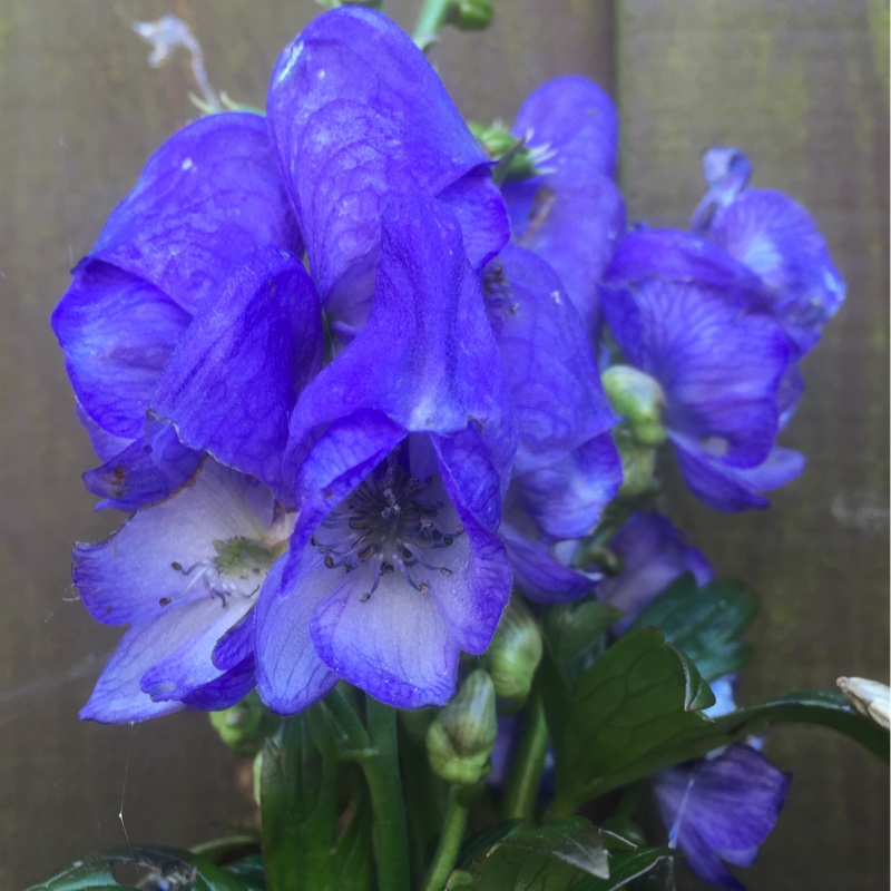 Plant image Aconitum x cammarum 'Bicolor'