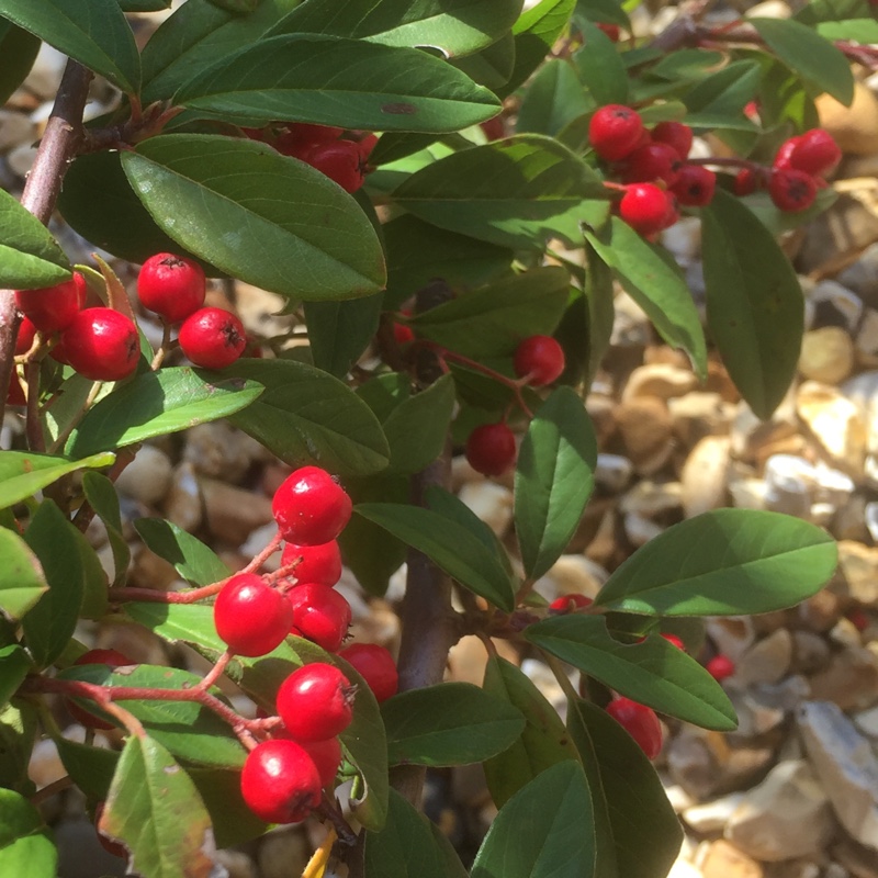 Plant image Cotoneaster atropurpureas 'Variegatus'