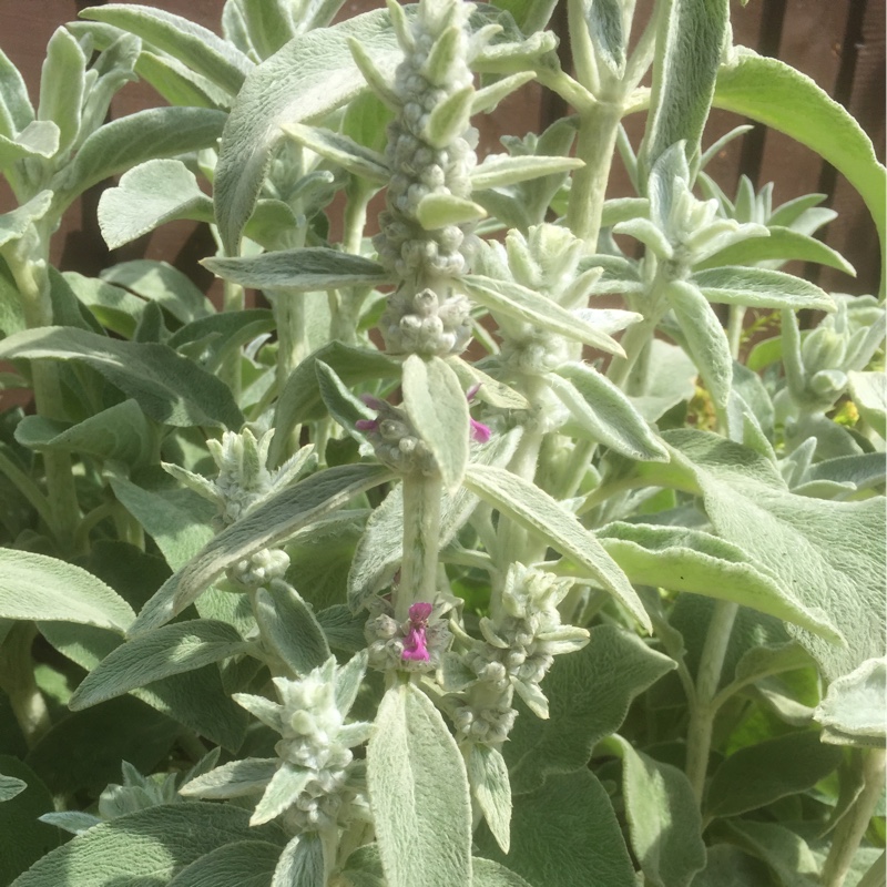 Plant image Stachys